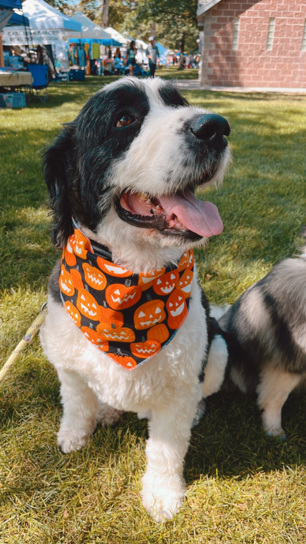 Jack O Lanterns Bandana (GLOW IN THE DARK)