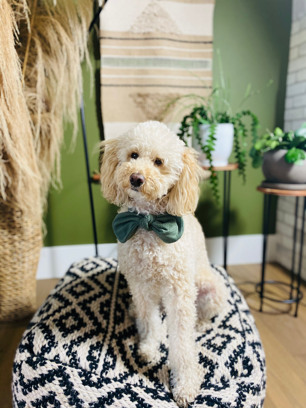 Green Dog Scarf