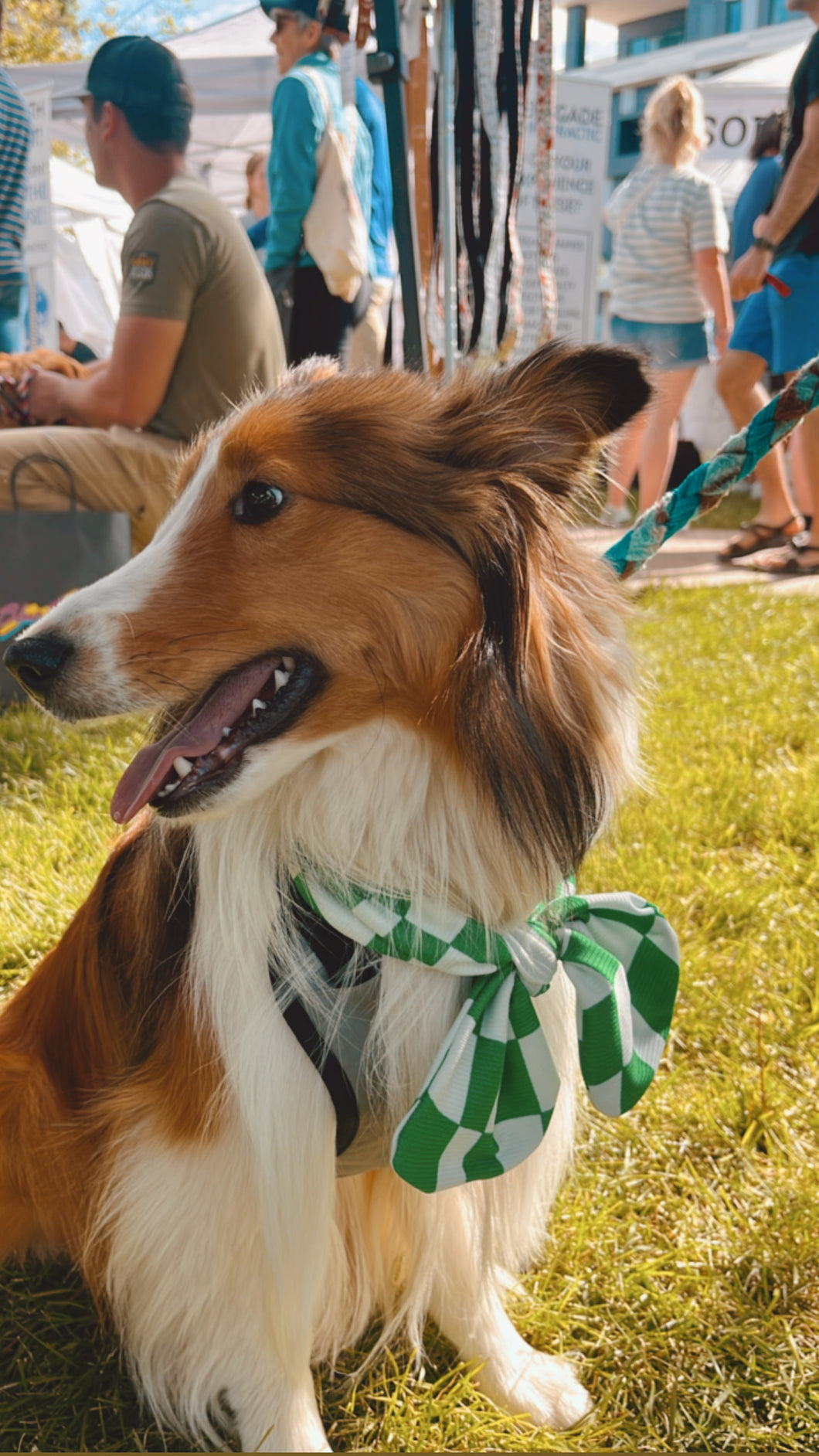 Sprout Dog Scarf