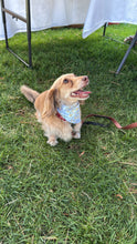 Load image into Gallery viewer, Winnie Bandana
