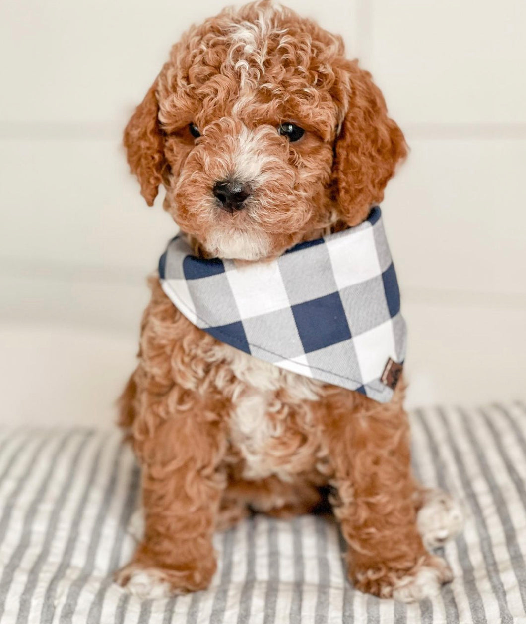 Navy Gingham Bandana