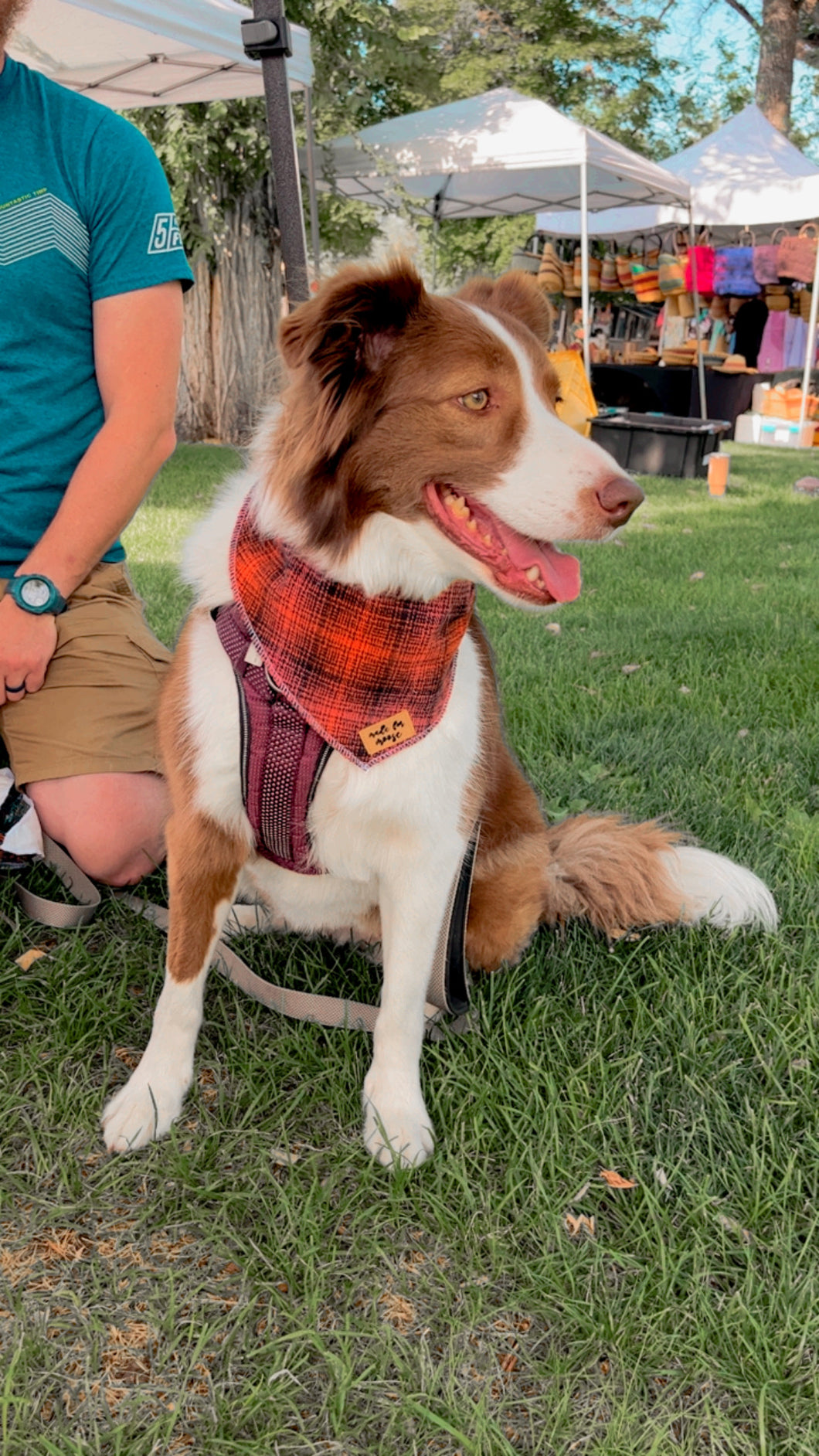 Harvest Bandana