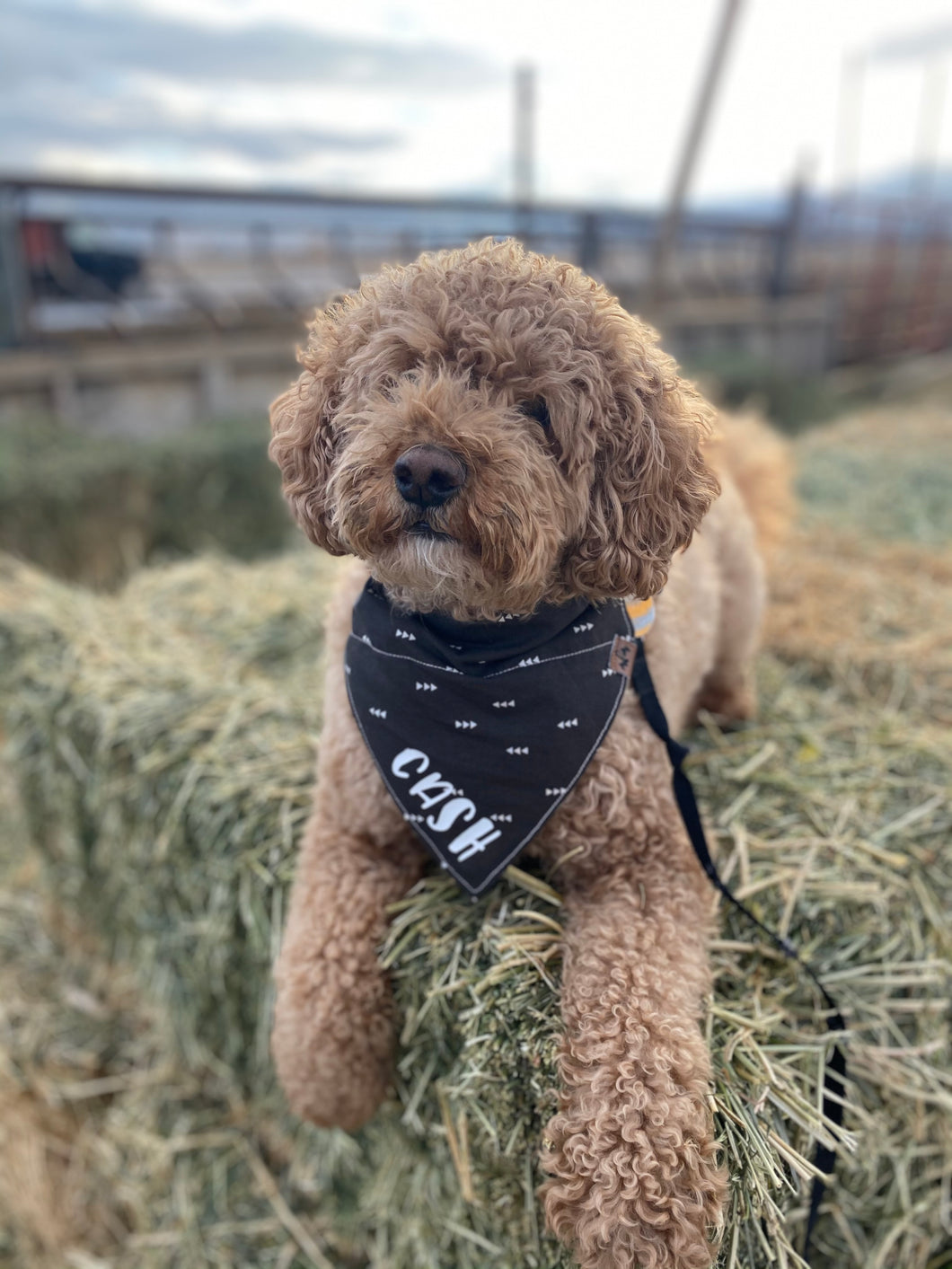 Chevron Bandana