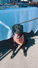 Load image into Gallery viewer, Cider Bandana-Over Collar
