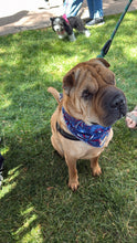 Load image into Gallery viewer, Firework Bandana
