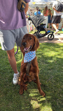 Load image into Gallery viewer, Lobster Bandana
