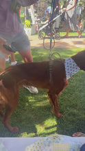 Load and play video in Gallery viewer, Lobster Bandana
